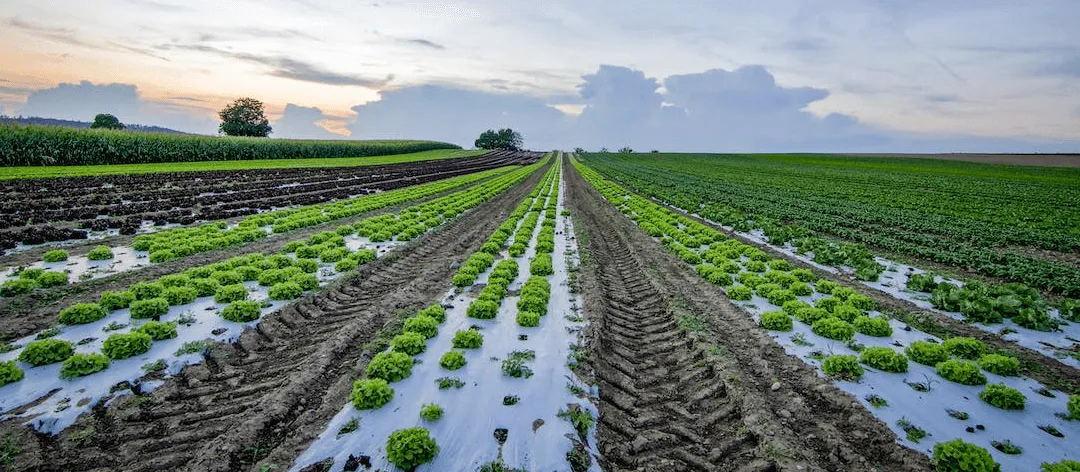 1. Agriculture Analytics